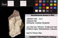 Foto (Objket + Etiketten) von Decapoda indet. 